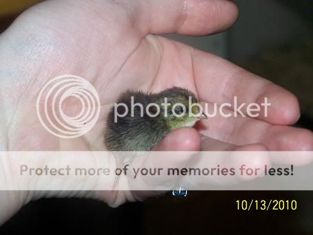 100_6081.jpg