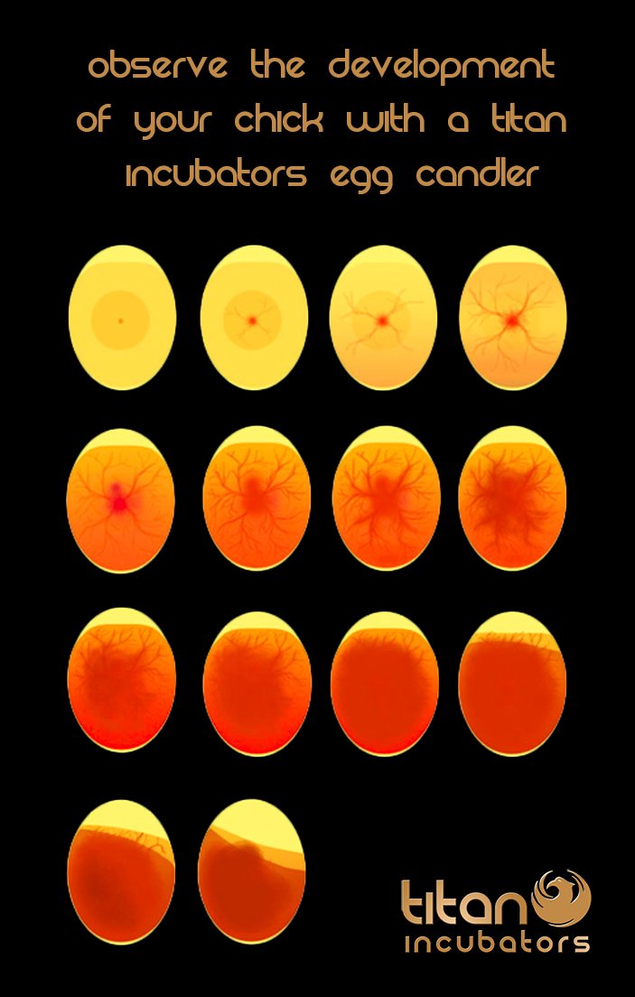 61x8TgYorFL._SL1104_.jpg
