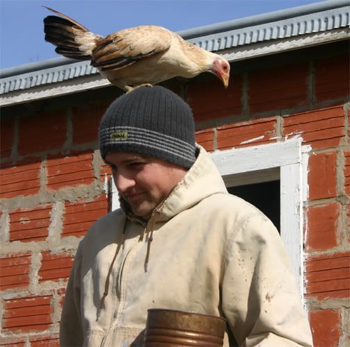 ChickenHat.jpg