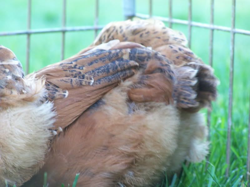 secondhatchchicks031.jpg