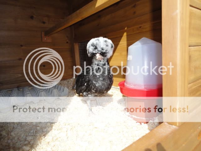 SundayChicksMay2011023.jpg