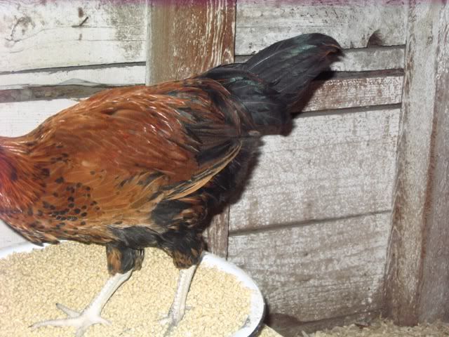 gilliganstailfeathers.jpg