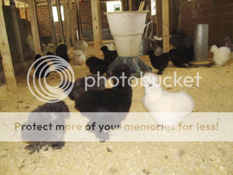PICT0947.jpg