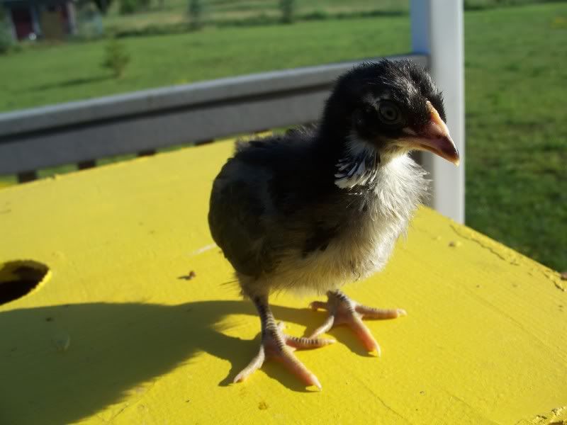 Araucanas_3weeksold009.jpg