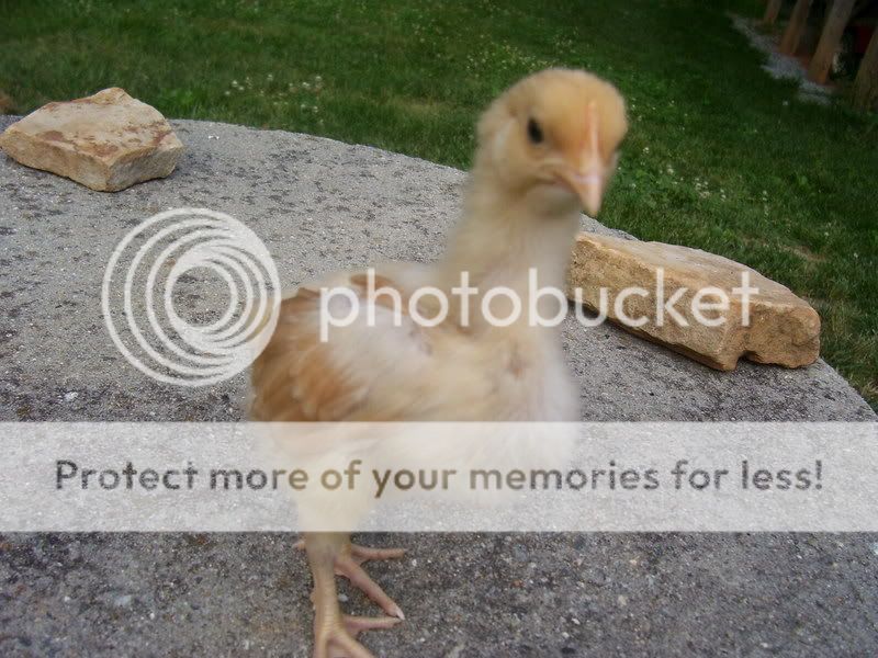 Chicks051.jpg