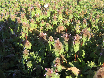 dead-nettle+001.JPG