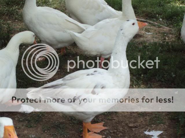 DSC00991.jpg