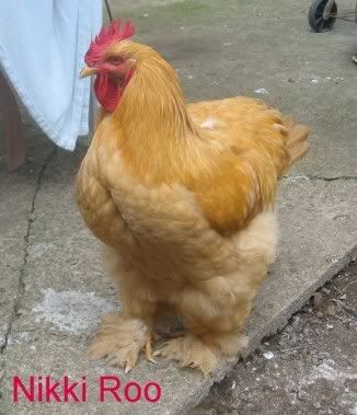 NikkiRoo.jpg