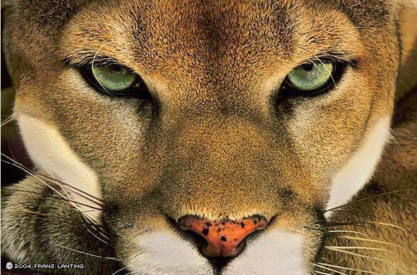 Big-cats-big-cats-2927285-591-391.jpg