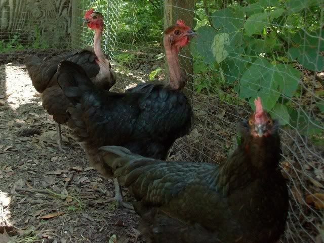 chickens2.jpg