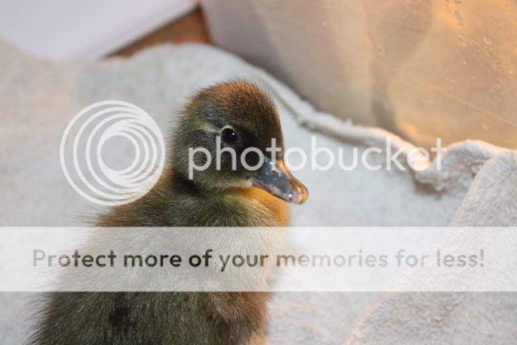duckiesandpond107.jpg