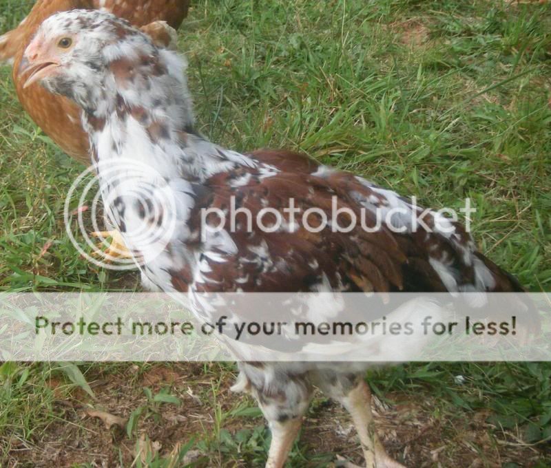 link7wks.jpg