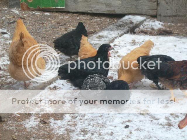 birdsinthesnow012.jpg