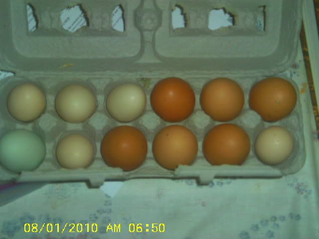 IMAG0056.jpg