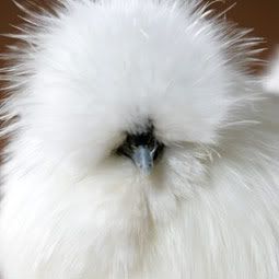 silkie.jpg
