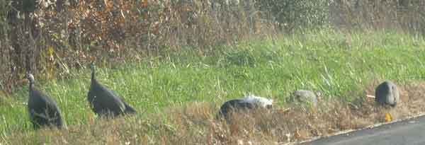 RiskyGs110208.jpg