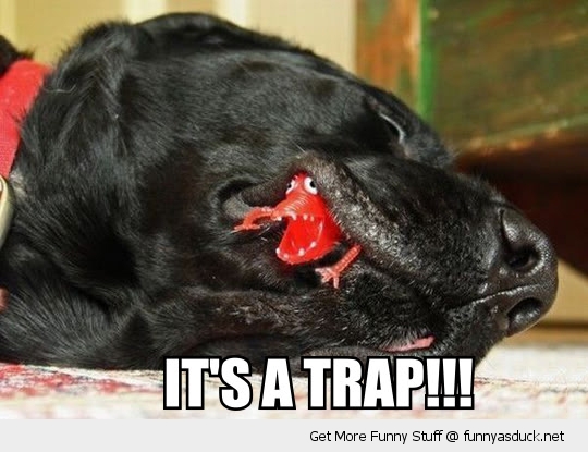 funny-scared-toy-dog-mouth-trap-pics.jpg