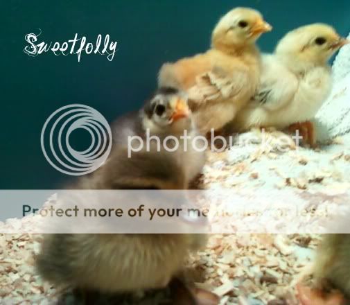 BlueFawnCallDuckling.jpg