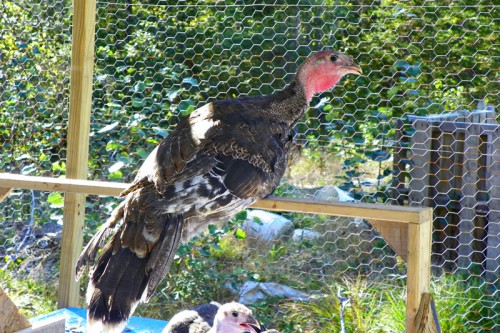 turkeys-3-months-500x333.jpg