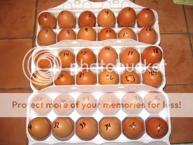 30Mar09-CuckooMarans.jpg