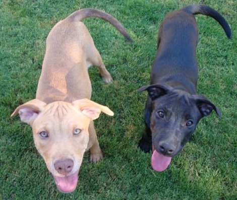 german-shepherd-pitbull-mix_01.jpg