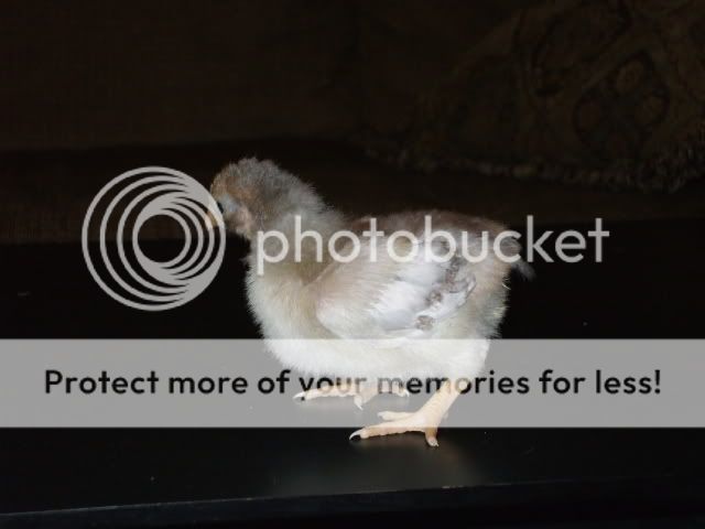 DSCF0527.jpg