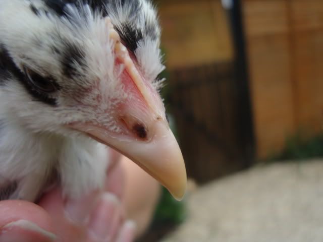 DSC00913.jpg