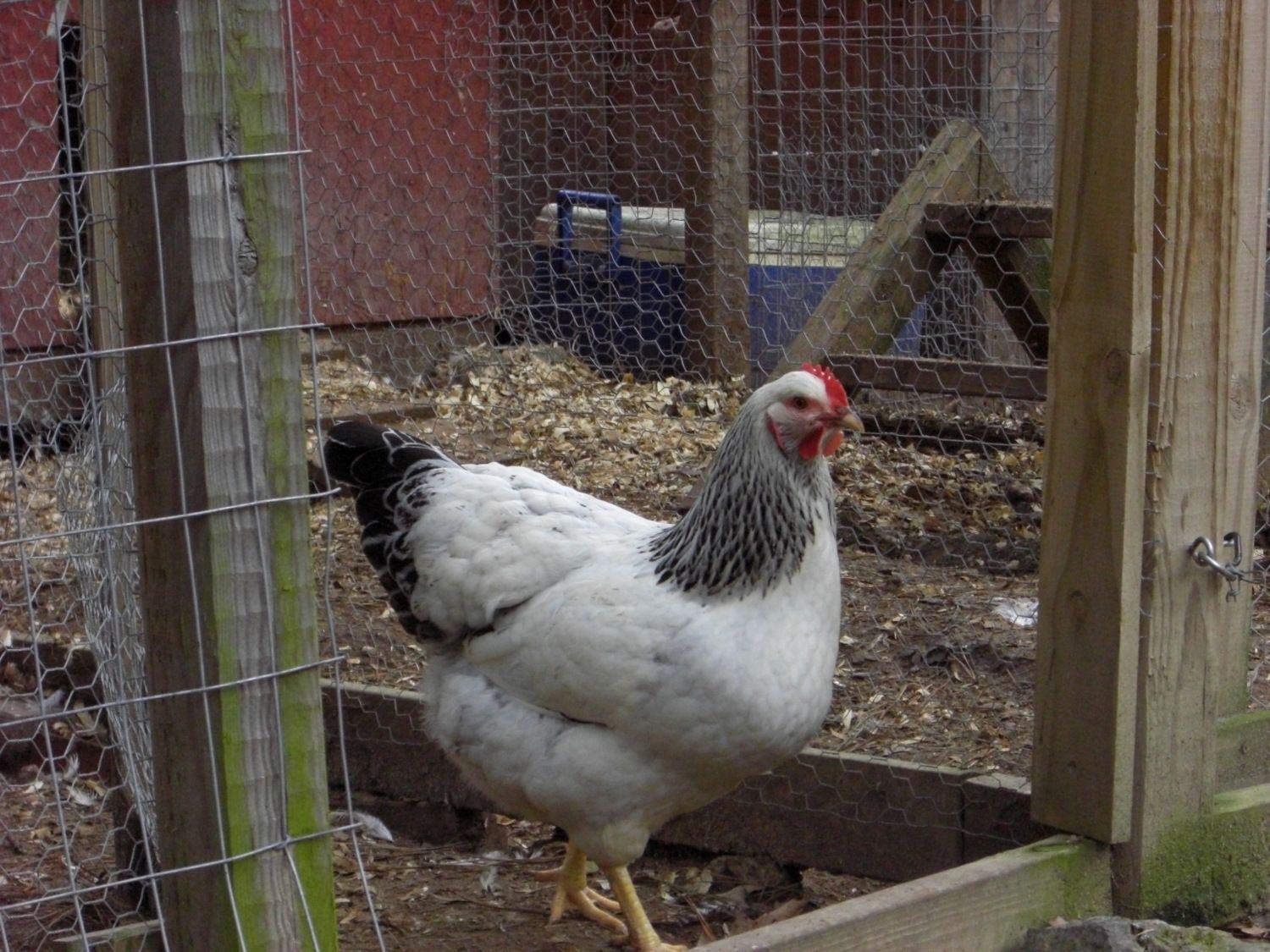 900x900px-LL-f34a0d95_CanPullet1.jpeg