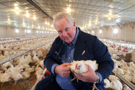 Chickenjp1-articleInline.jpg