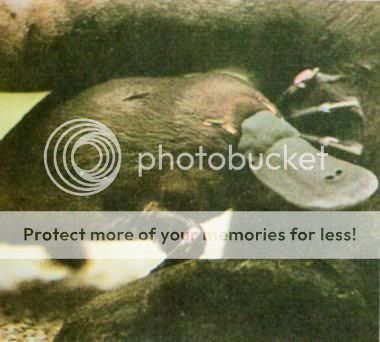 Platypus_J01.jpg