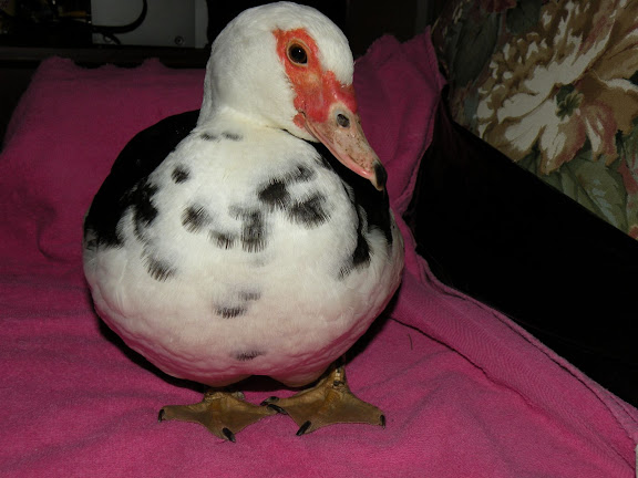 DSCN5490.JPG