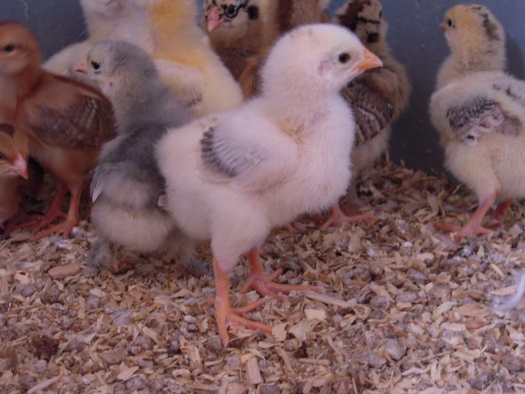 chickens128.jpg