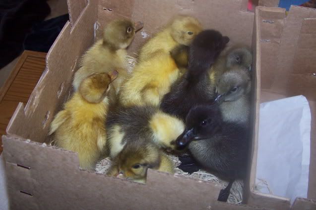 20100512DucksArrival_1-w.jpg