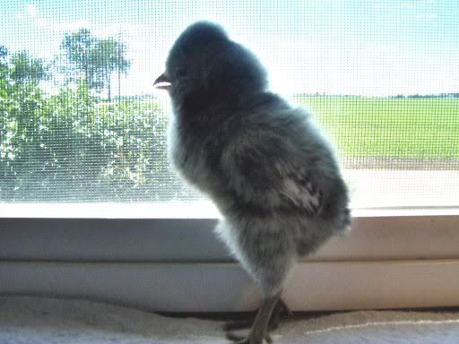 fancychicks1dayold031.jpg