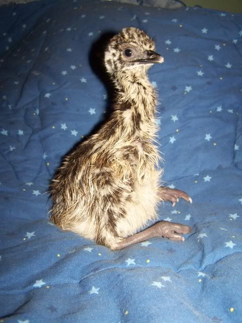 emu015.jpg