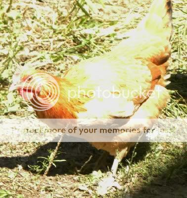 hen2.jpg