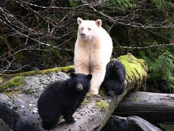 d8b73-albinoblackbearwhiteblackbear-28429.jpg