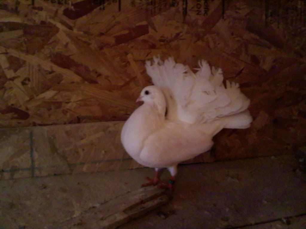 fantail.jpg
