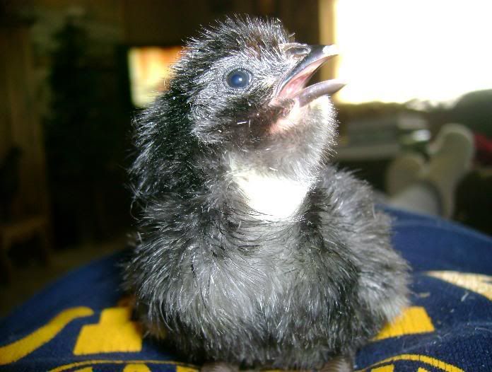 penguin.jpg