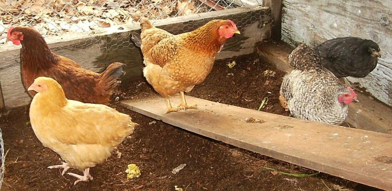 new-chickens.jpg