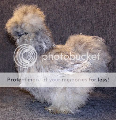 Splashpullet.jpg