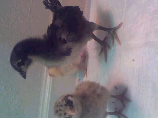 chick6.jpg