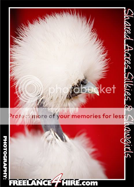 ShowgirlsMay24090318LRlogo.jpg