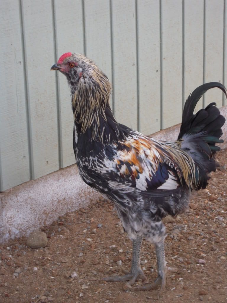 chickens117.jpg