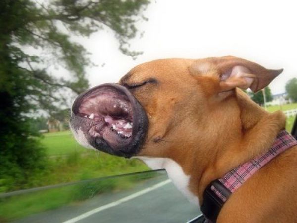 dog-in-car-window-big.jpg