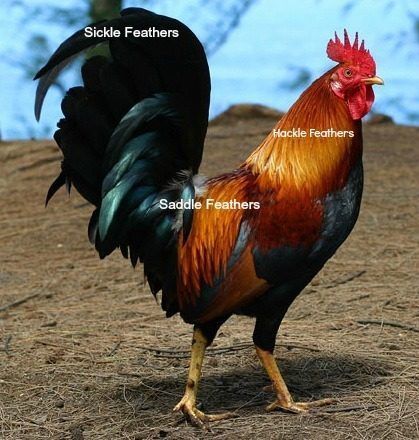 500x1000px-LL-554d1eab_Rooster.jpeg