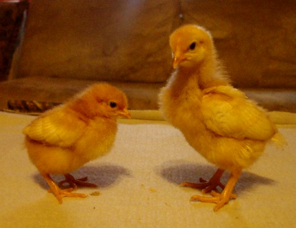 58435Big_and_Little_RIR.JPG
