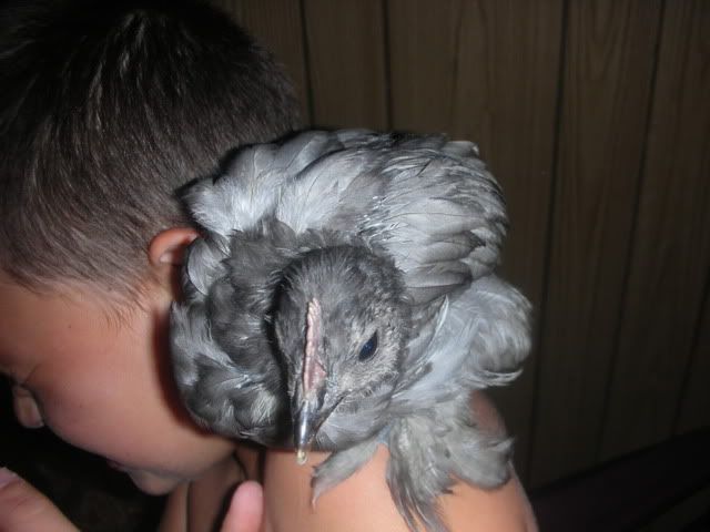 NewChickens060.jpg