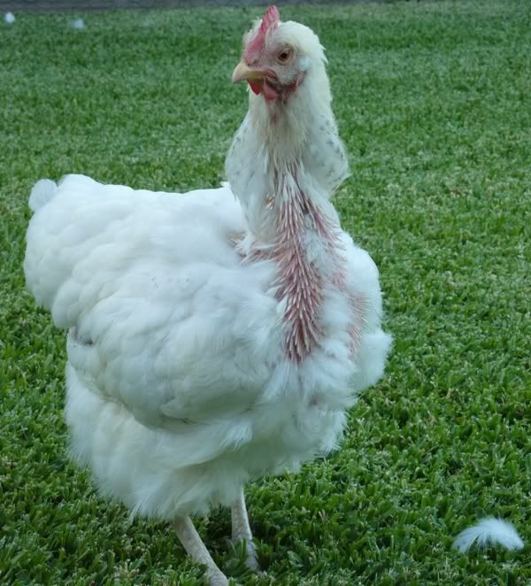 20110810_Chicks015.jpg