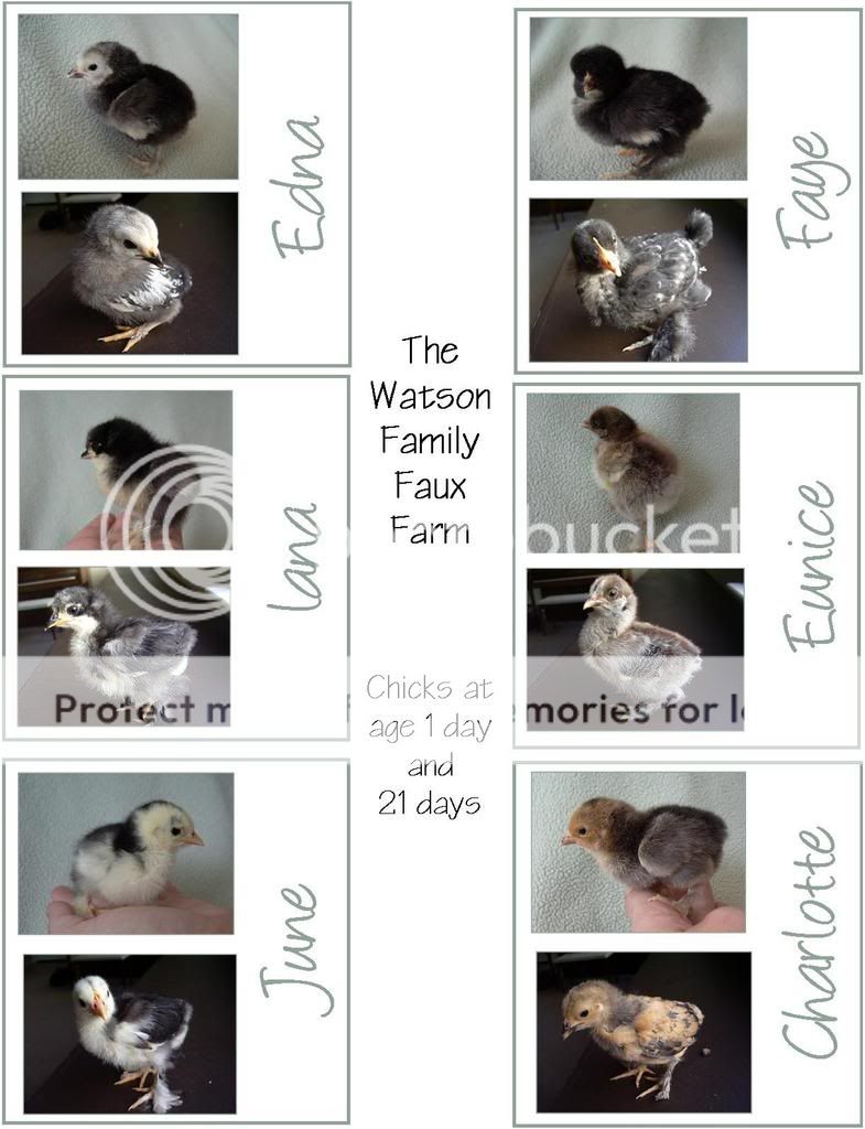 Chicks1and21days.jpg